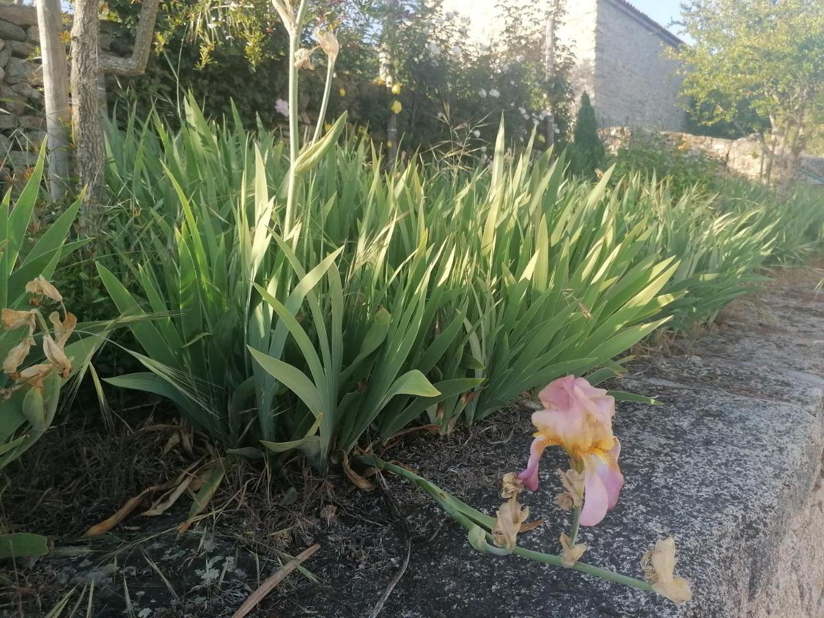 Rosas Da Granja - Casa De Campo מראה חיצוני תמונה
